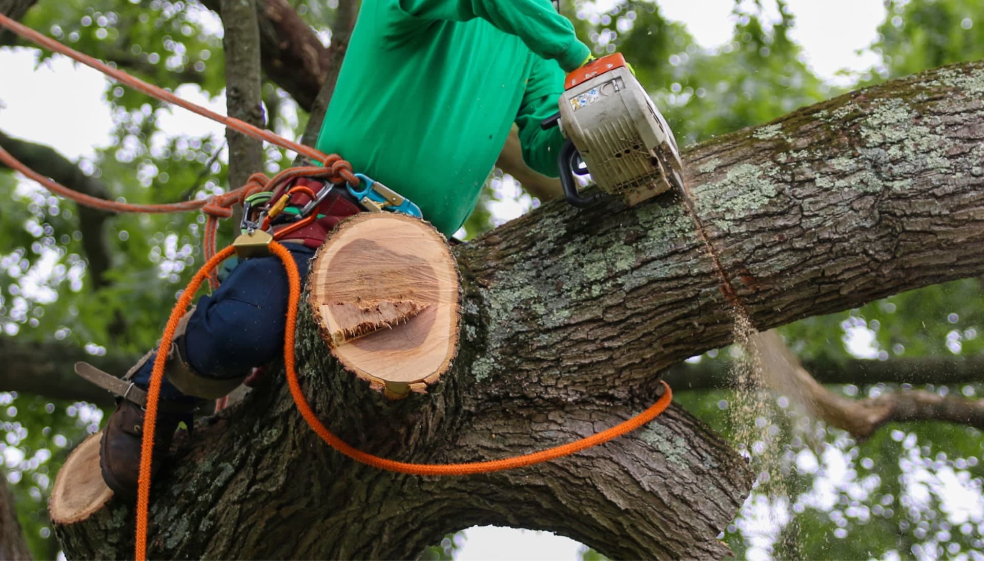 Relax with Florence best tree removal.