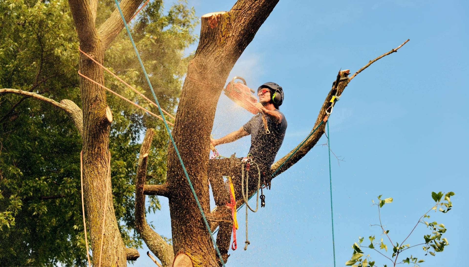 Florence tree removal experts solve tree issues.