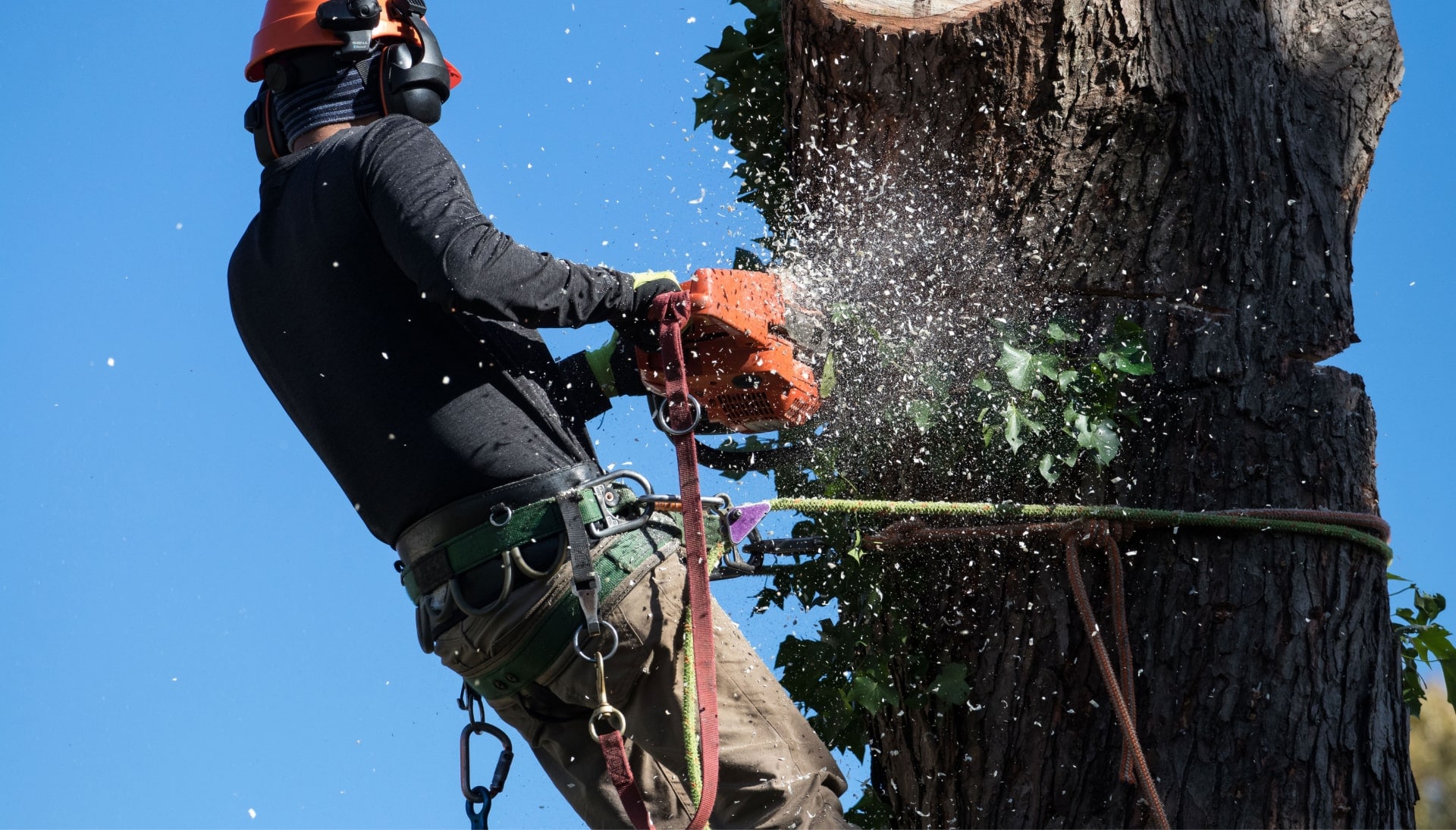 Professional Tree removal solutions in Florence