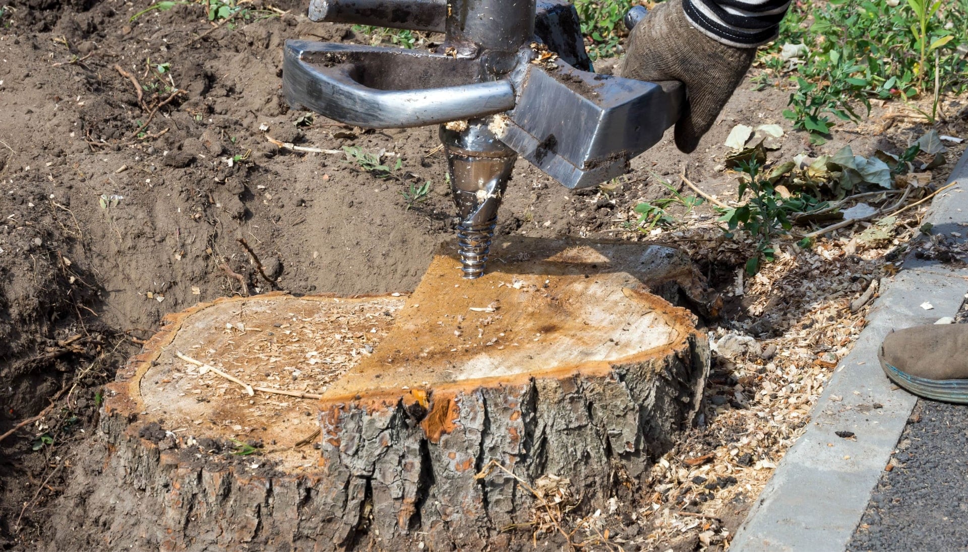 Florence Tree stump removal
